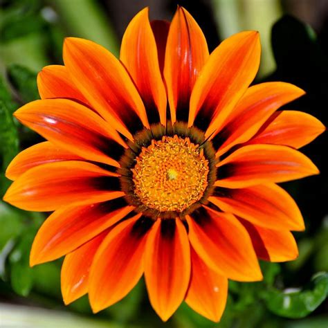 Orange Flower with Water Droplets