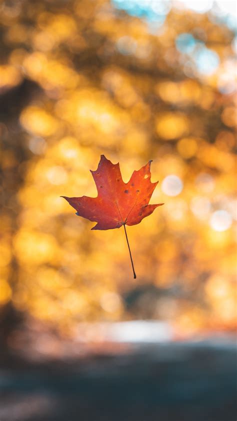 Leaf Maple Autumn Wallpaper - [1080x1920]