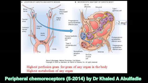 Peripheral chemoreceptors and regulation of respiration (5-2014) by Dr ...