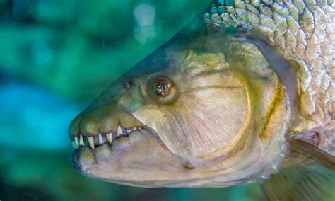 Discover the River Monster Fish So Deadly it Can Eat Crocodiles! - Wiki ...