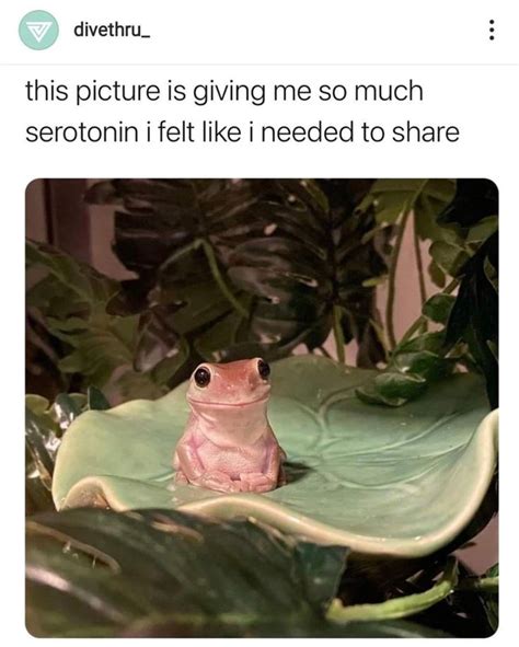 30+ Hoppity Wholesome Frog Memes To Lighten The Mood | Funny frogs, Pet ...