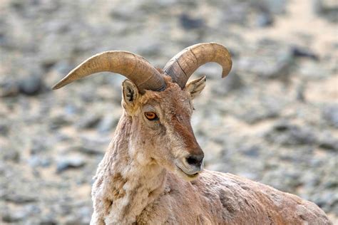 Blue Sheep or bharal, Pseudois nayaur, Ladakh Photograph by Yogesh ...