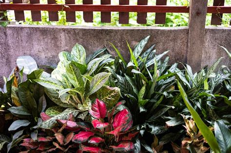 Premium Photo | Colorful leaves and cement fence the cement fence walls ...