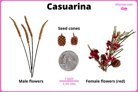 Casuarina tree allergy - a quick guide w/ photos. » Allerma™