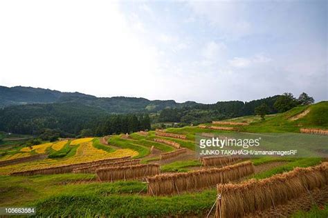 Oyama Senmaida Rice Terraces Photos and Premium High Res Pictures ...