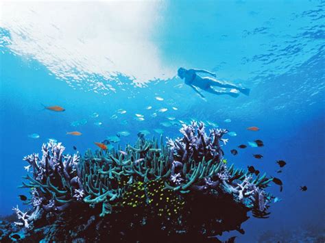 Snorkeling on the Great Barrier Reef — Yacht Charter & Superyacht News