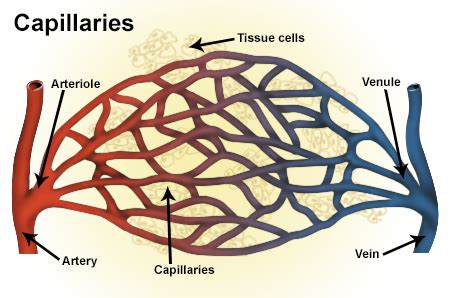 Classification & Structure of Blood Vessels | SEER Training