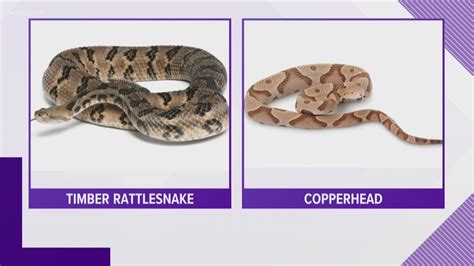 How To Identify A Baby Rattlesnake