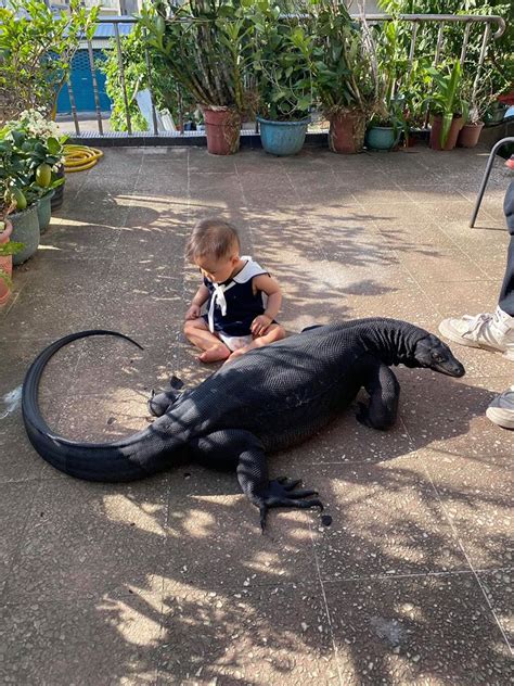 This is a Kurozawa Giant Lizard in Taiwan, named Mocha : r/aww