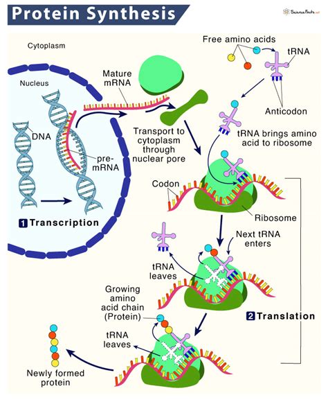 Protein Synthesis Transcription