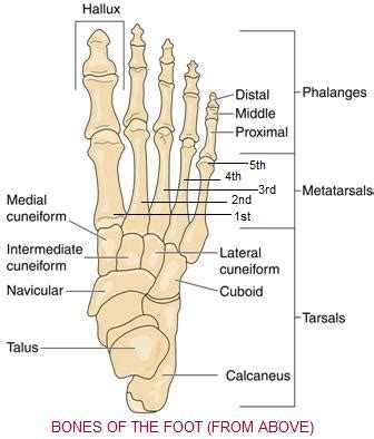 Foot Anatomy and Pain – Asheville Chiropractor – River Ridge ...