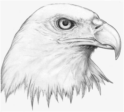 Animal Sketch Drawing at PaintingValley.com | Explore collection of ...