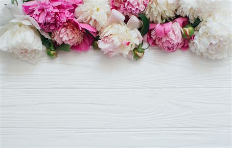 Download Peony Desktop Wallpaper > - Wood Background With Flower On Itl.cat