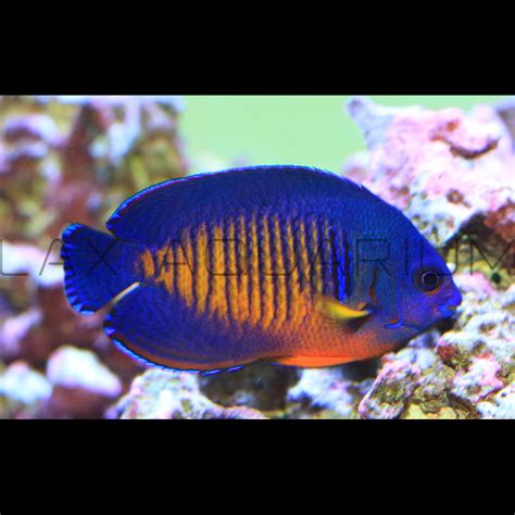 Find the best Coral Beauty Angelfish for sale at LAX Aquarium – LAXAquarium