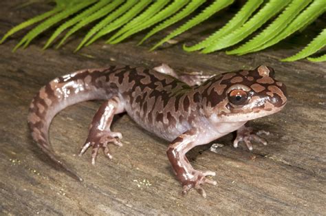 Coastal Giant Salamander Facts and Pictures