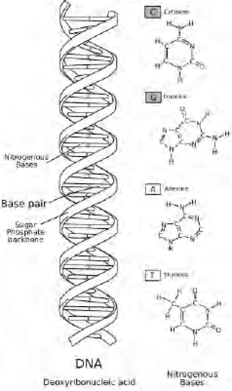 1. DNA is made of four nucleotide building blocks. | Download ...