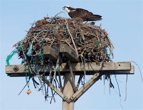 Chilmark library offers training on osprey monitoring - The Martha's ...