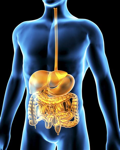 Organs and Function of the Digestive System