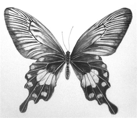 35+ Butterfly Drawing Ideas - HARUNMUDAK