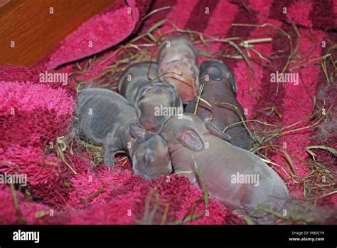 1 day old rabbit kits. New born baby lop bunnies. Bunny babies. Kit ...