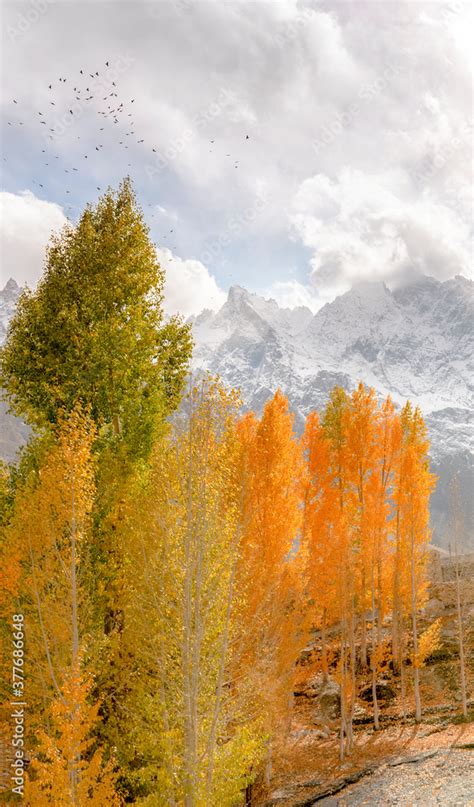 fall colors with white mountain, autumn trees and snow capped mountains ...