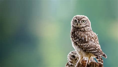 Little Owl | BTO - British Trust for Ornithology