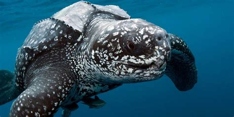 Leatherback sea turtle – the largest turtle | DinoAnimals.com