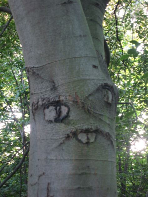 Funny Photos Collection: Funny Tree