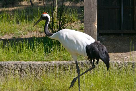 File:Red-crowned Crane 1.jpg