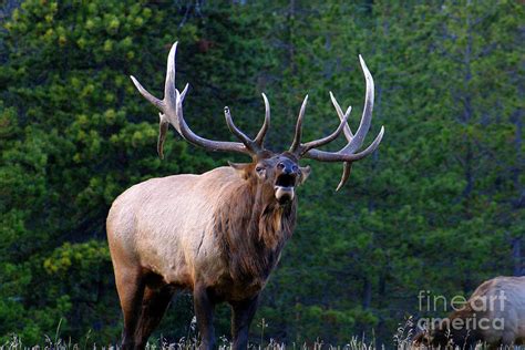 Massive Bull Elk Antlers Bugling Guarding His Harem Photograph by ...