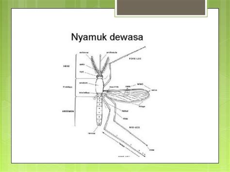 Klasifikasi Nyamuk Culex Sp