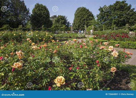 Rose Garden in Regents Park Editorial Photo - Image of kingdom, europe ...