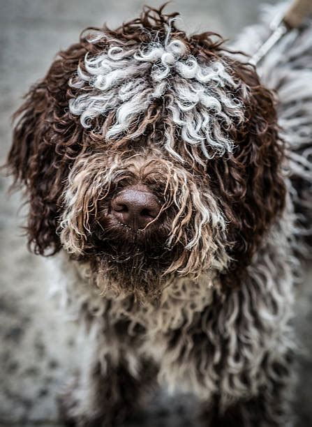 Top 60 Truffle Dog Stock Photos, Pictures, and Images - iStock