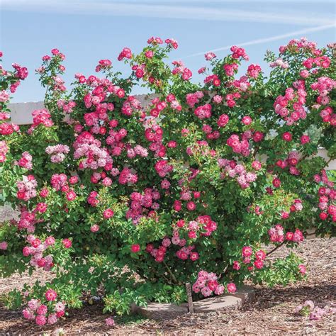 Rose Plant Nursery Near Me - Garden Plant