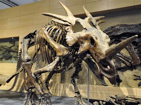 56 best Styracosaurus images on Pholder | Dinosaurs, Naturewasmetal and ...