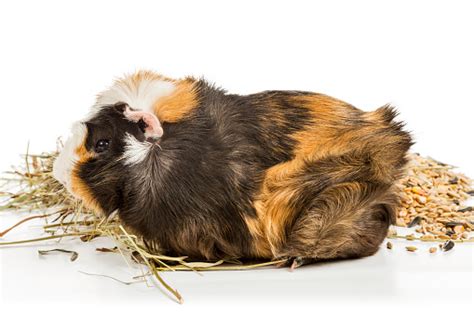 Guinea Pig Eating Hay Stock Photo - Download Image Now - iStock