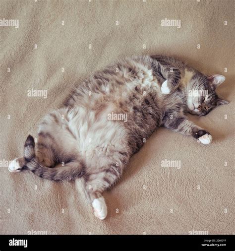 Funny fat cat sleeping on its back in a home bed Stock Photo - Alamy