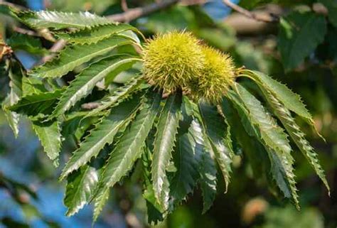 Chestnut Trees: Types, Leaves, Fruit - American, European and More ...