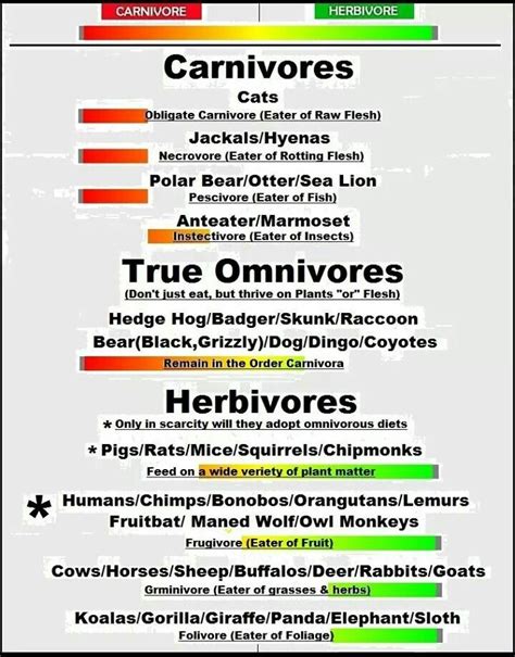 vegans: list of carnivores, herbivores, and omnivores. | Defensa