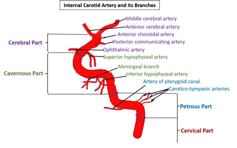 Internal Carotid Artery , Anatomy QA