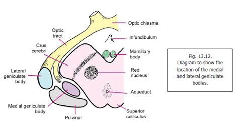 Geniculate Body