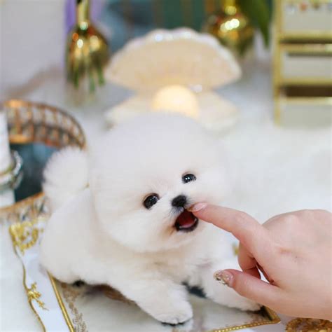 Mallow - Male Teacup Pomeranian - Mini Teacup Puppies, INC