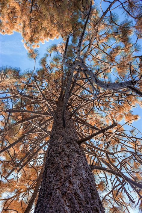 Tree, orange, fall, nature, trees - free image from needpix.com