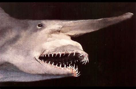 Goblin Shark - Description, Habitat, Image, Diet, and Interesting Facts