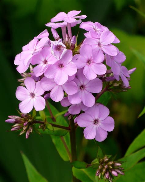 Share my Garden: Late summer flowers