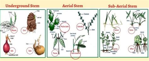 Explained! Plant Stem: Parts of a Stem, Types & Functions of Stem