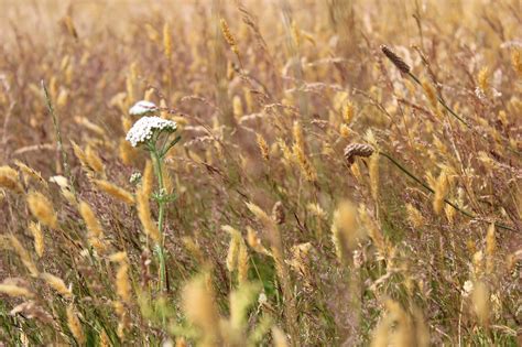 Field Barley Flowers - Free photo on Pixabay - Pixabay