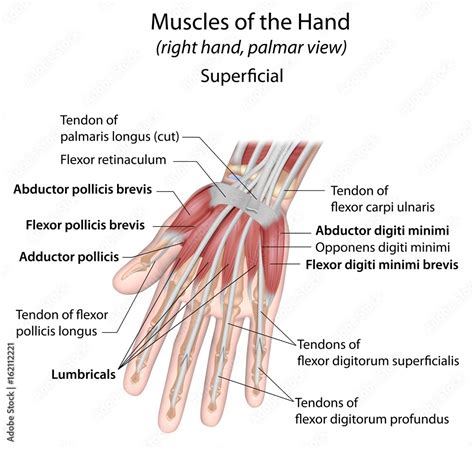 Hand muscles palmar aspect superficial labeled Stock Illustration ...