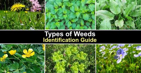 Common Garden Weeds Identification