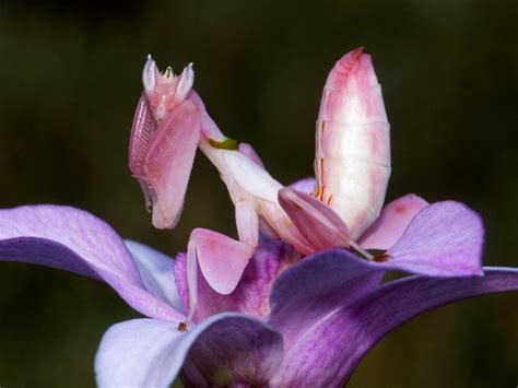 Orchid Mantis: The super power of this stealthy insect | Gold Coast ...